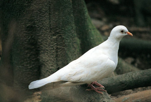 这里是您的标题三-文字内容