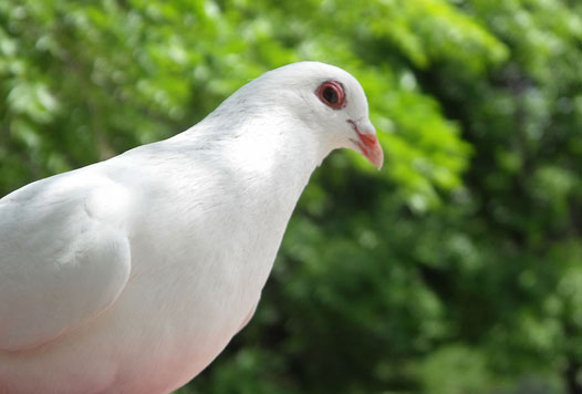 这里是您的标题四-文字内容 